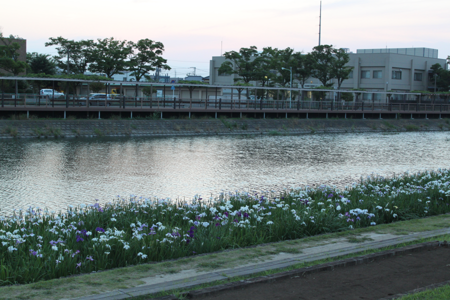 葛西親水緑道に咲く菖蒲の花