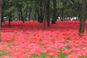 9月下旬は日高市の「巾着田」を彩る真っ赤な彼岸花が見頃です！
