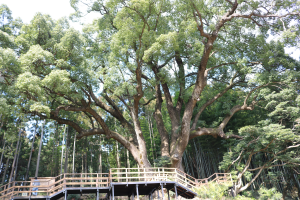 【埼玉1位の巨木】越生町にある「上谷の大クス」が大迫力！